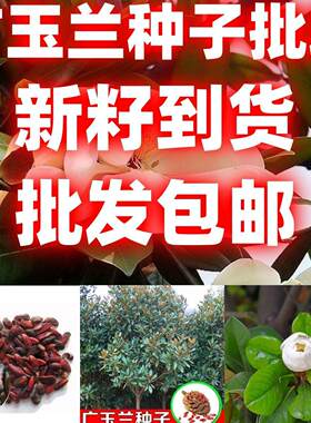 广玉兰树种子好看花朵较大