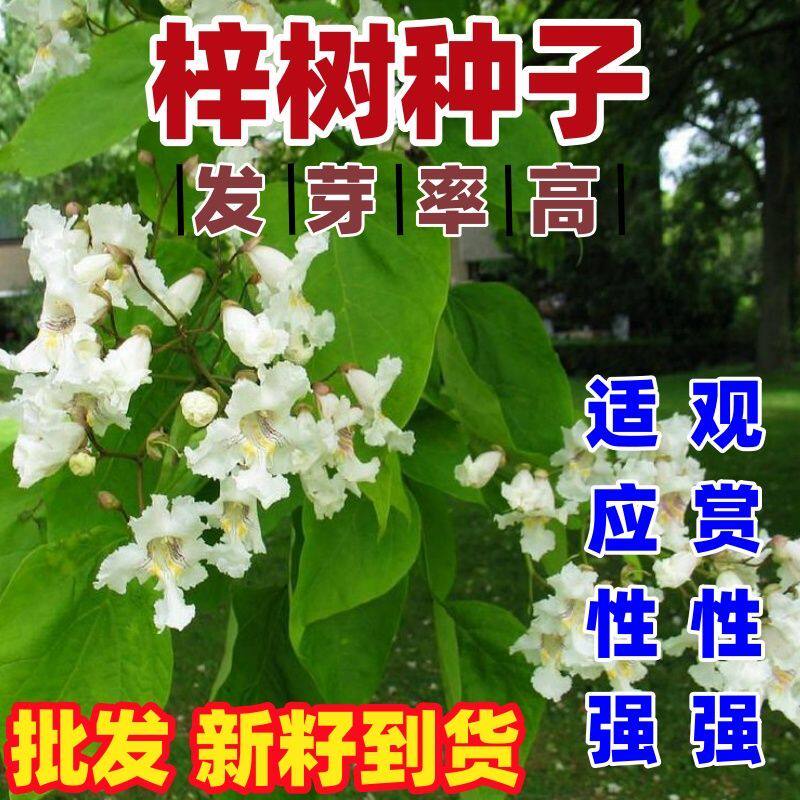 梓树种子楸树种子金丝楸种子臭梧桐种子黄花楸水桐楸河楸梓桐种子