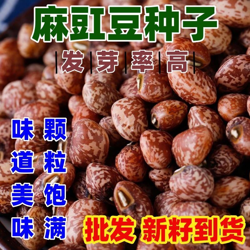 麻豇豆种子东北花籽江豆