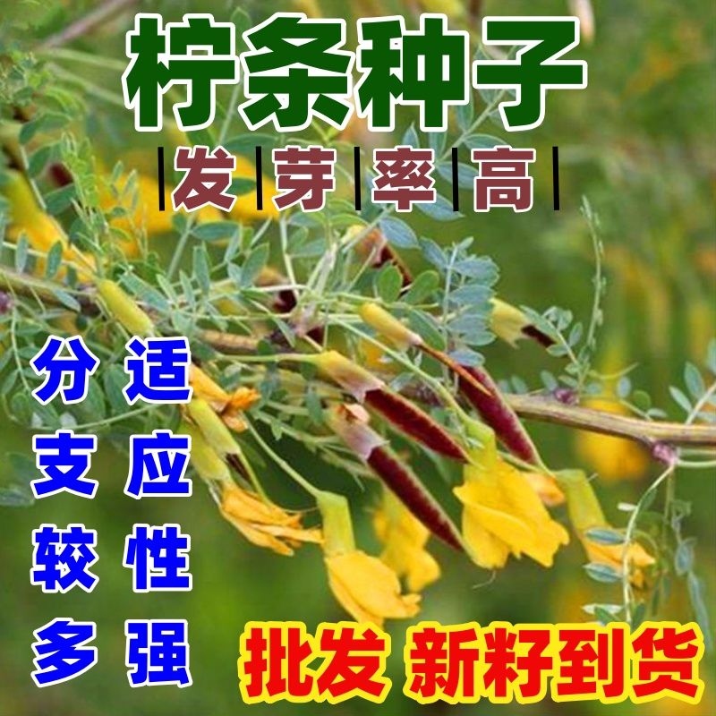柠条种子林灌木多年生柠条耐旱耐寒耐高温薪炭材花朵好看简单易种