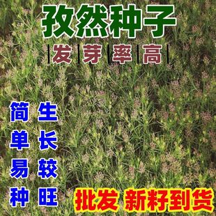 秦艽种子中药材种子秦艽种子秦玖秦九种子四季播种秦胶秦纠左秦艽