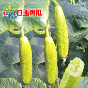 海阳白玉水果黄瓜种苗奶油脆旱黄瓜种籽春秋季四季阳台盆栽蔬菜苗