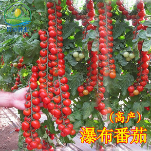瀑布小番茄种子苗阳台种籽孑四季蔬菜盆栽圣女果菜苗西红柿秧苗春