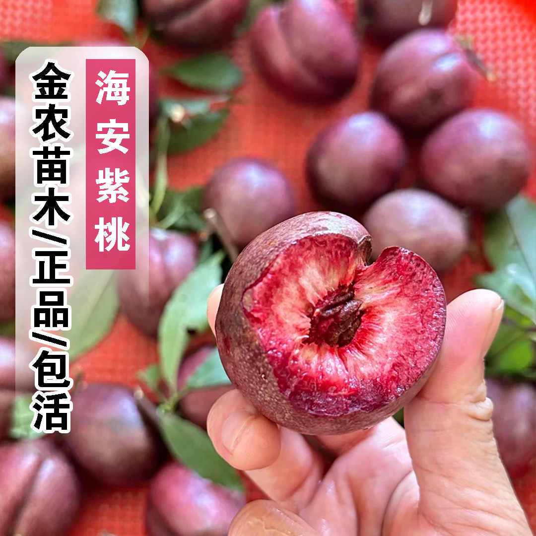 海安紫桃树苗特大红肉血桃苗嫁接紫油桃树果苗南北方果树盆栽地栽