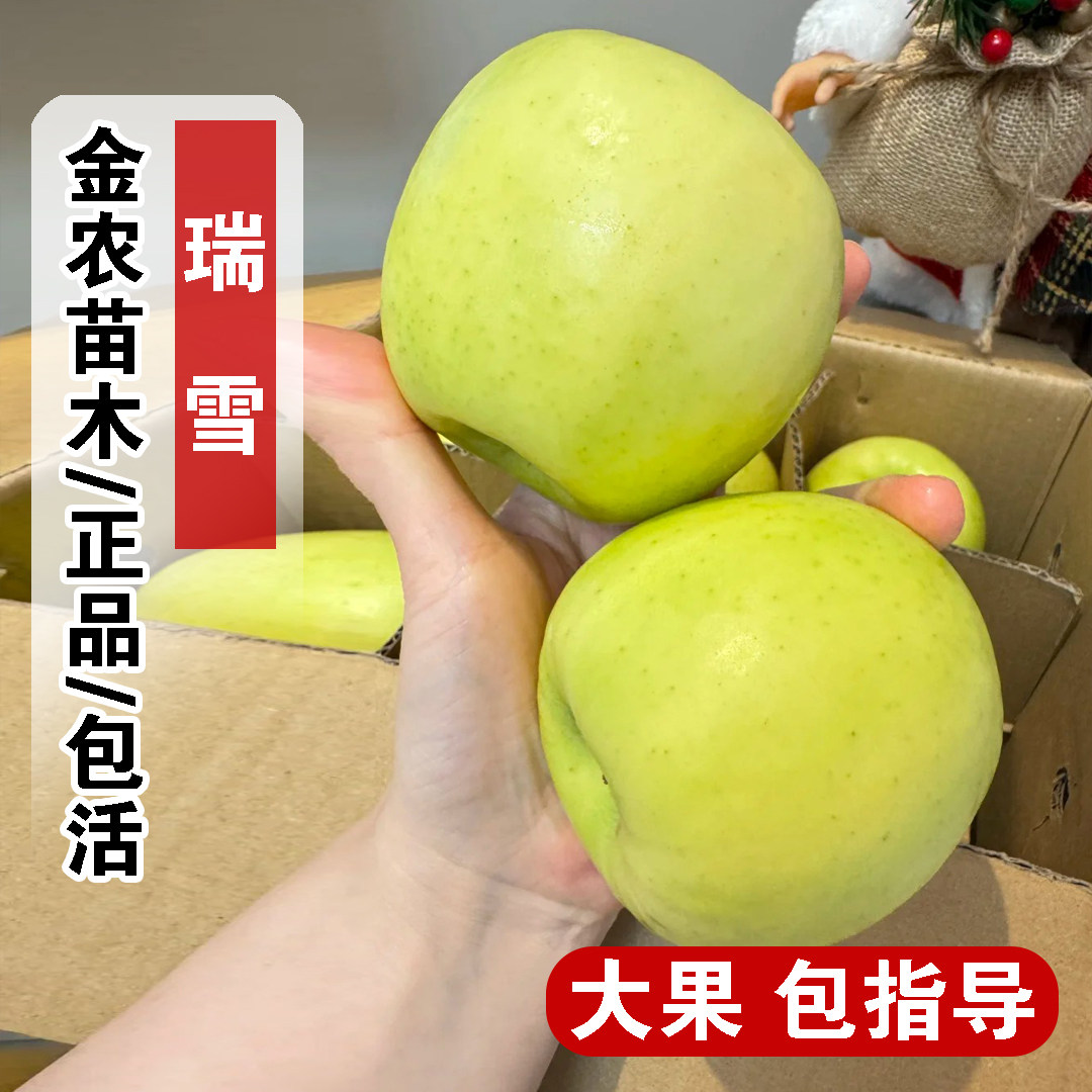 嫁接耐寒瑞雪苹果树苗矮化盆栽地栽嫁接脆甜青黄苹果苗南北方种植,鲜花速递/花卉仿真/绿植园艺,果树,淘宝优惠券,粉丝福利购,淘宝优惠卷