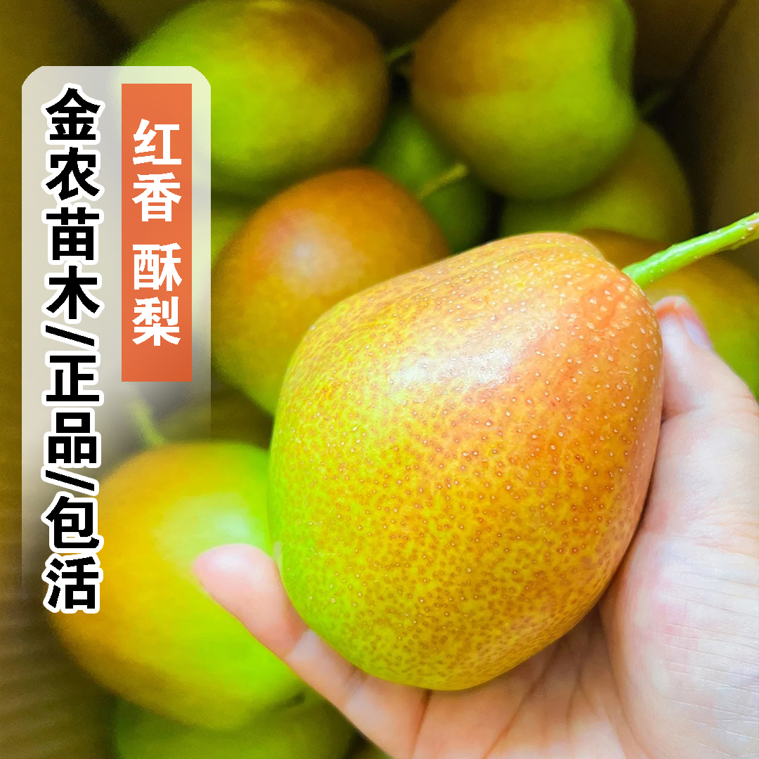 正品9月成熟包活红香酥梨树苗