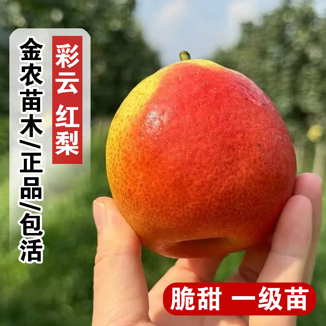 嫁接云南彩云红梨树苗彩虹梨果苗祥云梨苗盆栽庭院地栽南北方种植