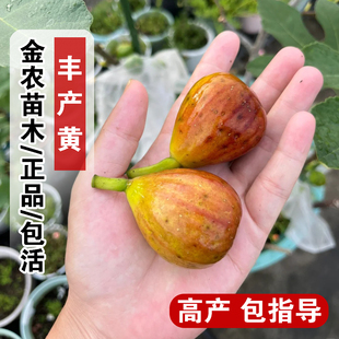糖心无花果苗特大丰产黄无花果树苗阳台室内盆栽地栽南方北方种植