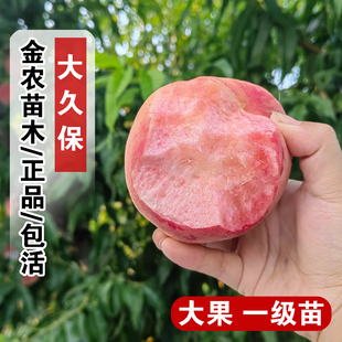 嫁接北京平谷大桃苗大久保桃树苗庭院盆栽离核水蜜桃苗南北方种植