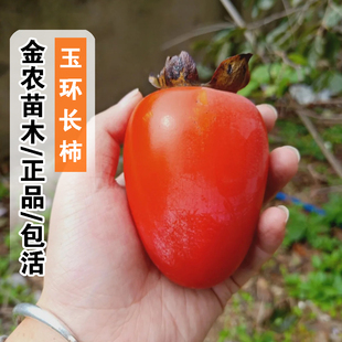 嫁接牛奶柿树苗软甜玉环长柿红彤柿子苗盆地栽南北方种植当年结果