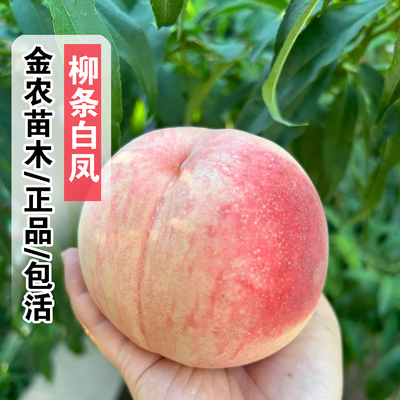 正品包活7月成熟白凤毛桃树苗