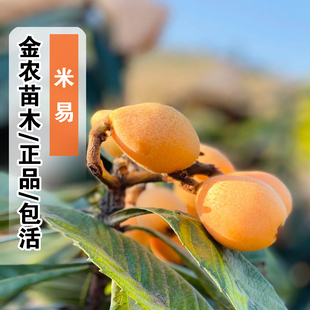 米易枇杷树苗嫁接大五星红沙枇杷树果苗特大南方北方庭院盆栽地栽