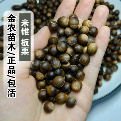 正品8月成熟包活米锥板栗树苗