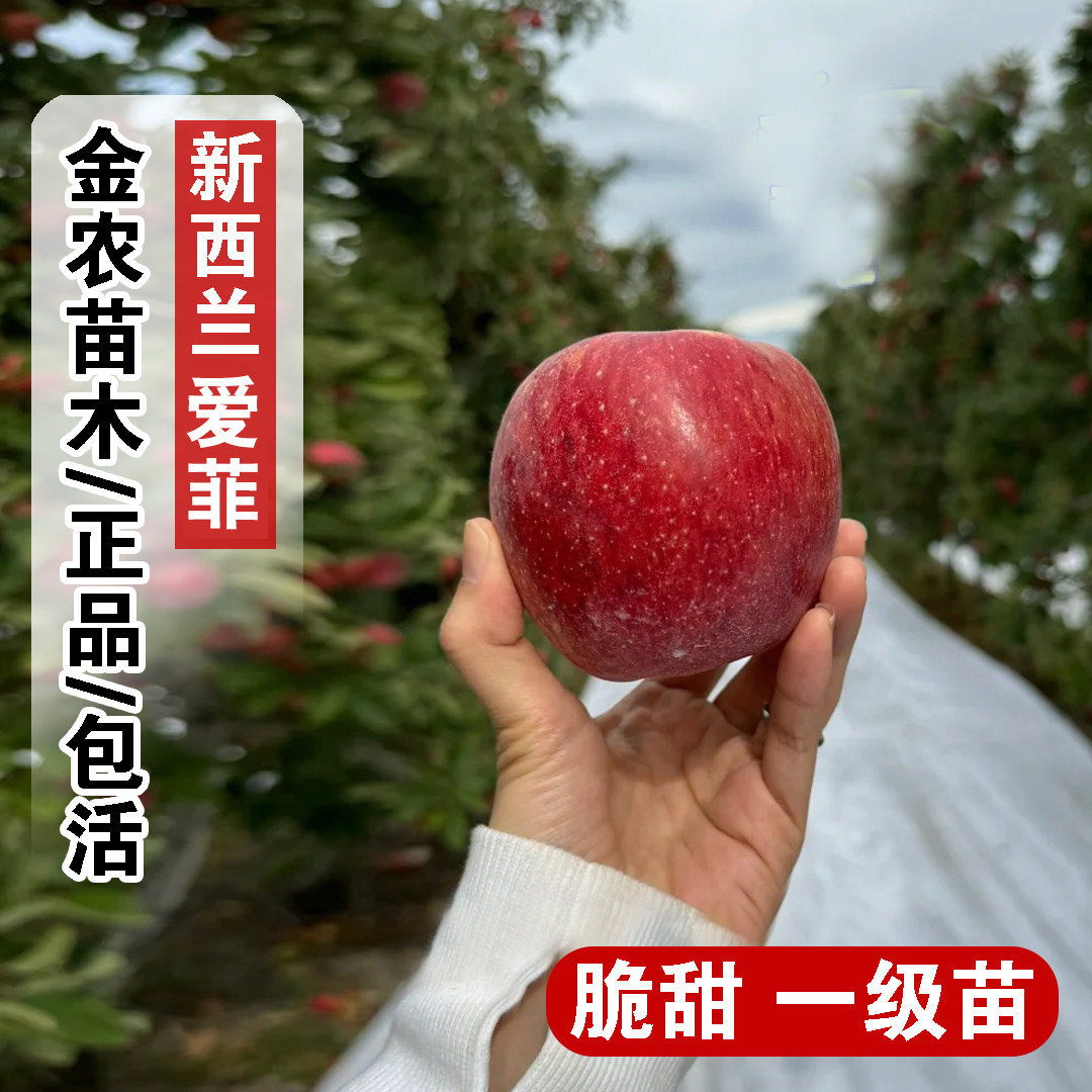 新西兰爱菲苹果苗盆栽庭院矮化特大脆甜多汁苹果树苗南方北方种植图片