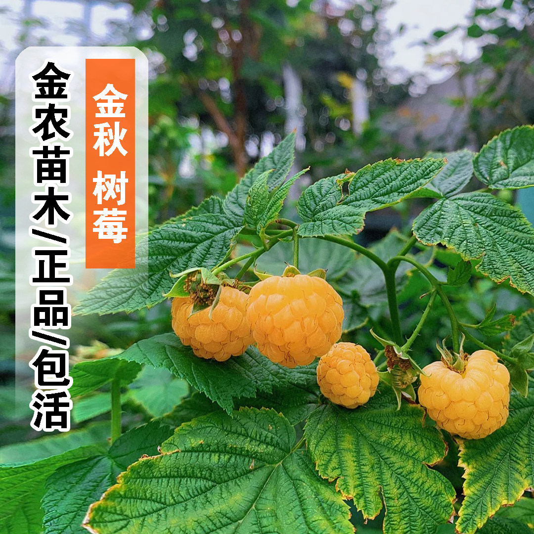 双季黄树莓苗金秋树莓果苗野生无刺覆盆子树苗盆栽地栽南北方种植