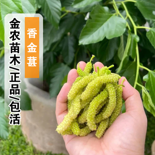 香金蜜白色长果桑香金葚桑葚树苗盆栽地栽耐寒甜桑葚苗南北方种植