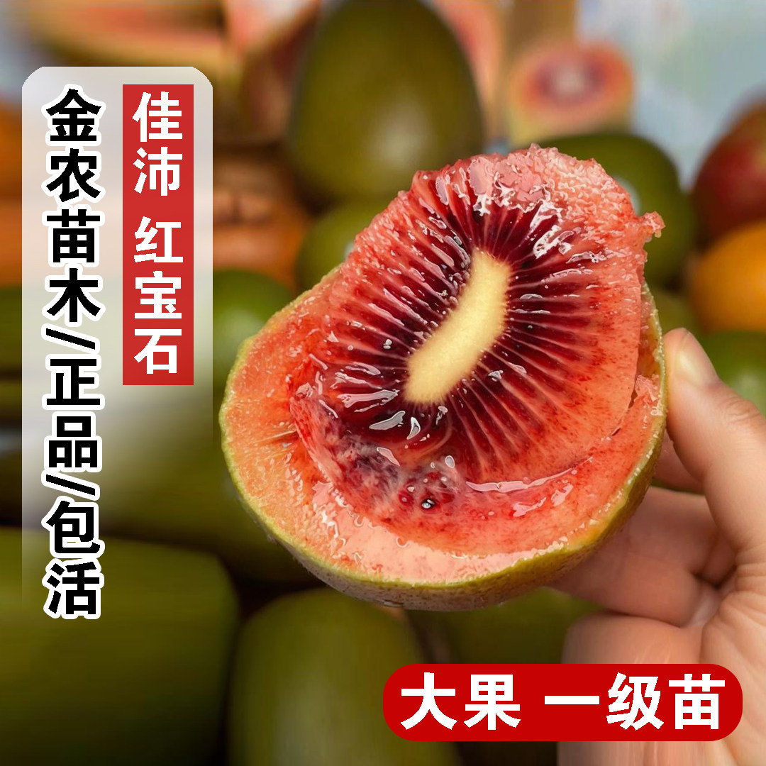 新西兰佳沛红宝石猕猴桃树果苗爬藤奇异果红心猕猴桃苗南北方种植图片
