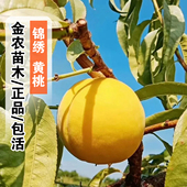 嫁接锦绣黄桃苗特大脆甜黄桃树苗盆栽庭院黄金黄桃树苖南北方种植