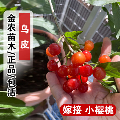 乌皮樱桃苗早熟中华黑珍珠小樱桃树苗庭院盆栽北南方种植樱珠树苗