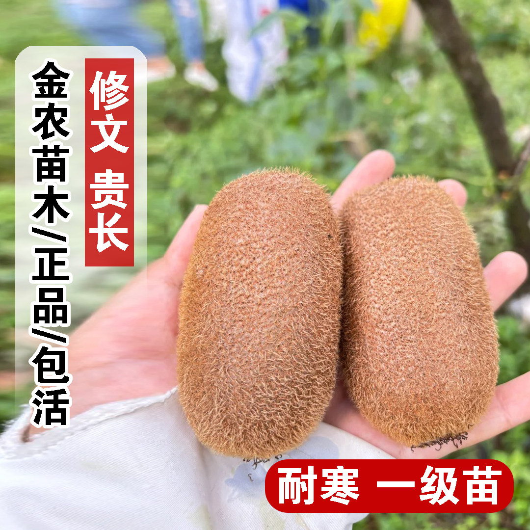 贵州修文贵长猕猴桃树果苗绿心奇异果庭院爬藤猕猴桃苗南北方种植图片