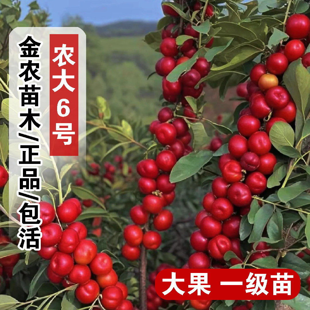 中华钙果苗嫁接农大6号钙果树苗耐寒欧李苗盆栽地栽南方北方种植