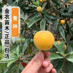 西山青种枇杷树苗特大盆栽庭院地栽嫁接果树苗南北方种植当年结果