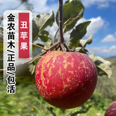 正宗昭通丑苹果苗冰糖心苹果树苗盆栽地栽嫁接南北方种植当年结果