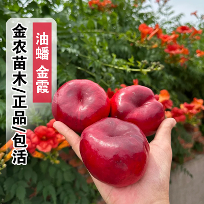 正品包活6月成熟金霞油蟠桃树苗