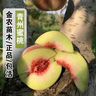 特晚熟脆甜小冬桃果苗贡桃青州蜜桃苗嫁接冬雪蜜桃树苗南北方种植