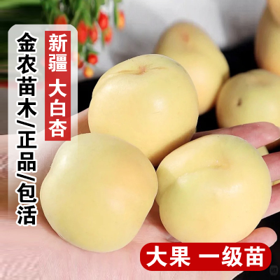 新疆大白杏树苗嫁接杏子果苗盆栽庭院地栽耐寒大白杏苗南北方种植