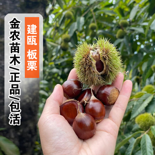 福建建瓯锥栗苗嫁接锥栗果苗板栗尖栗树苗北南方种植栗子当年结果