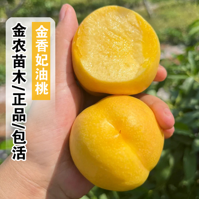 正品包活8月成熟金香妃油桃树苗