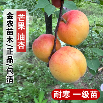 胡安娜杏树果苗嫁接芒果油杏树苗特大盆栽甜仁油杏苗南方北方种植