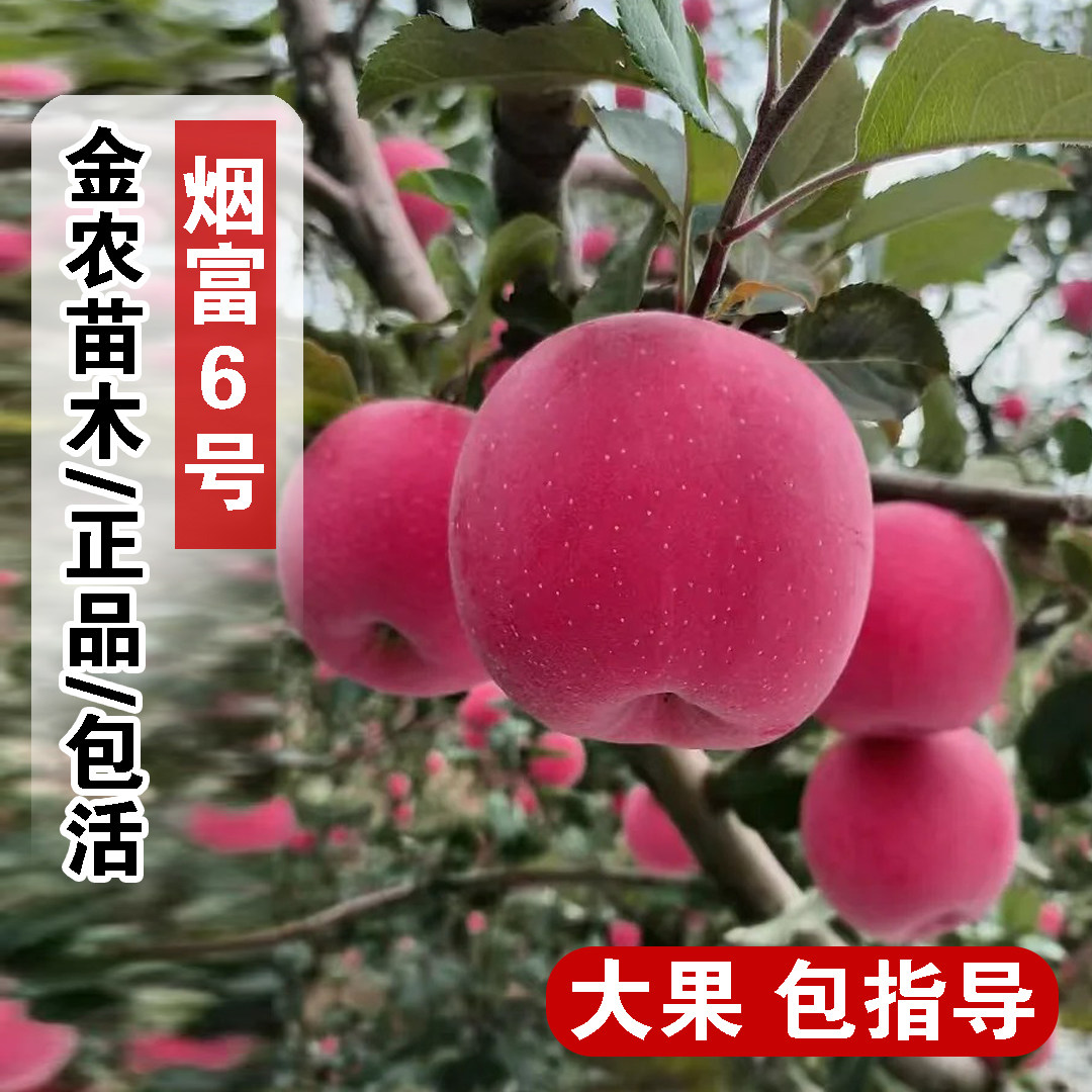 嫁接耐寒山东烟台红富士苹果树苗盆栽庭院特大脆甜烟富6号苹果苗
