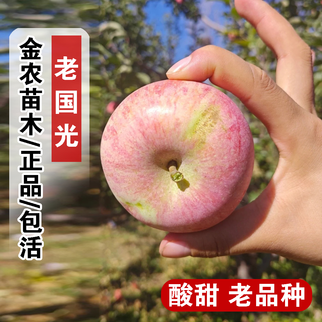 老品种国光苹果树苗矮化盆栽庭院嫁接酸甜小国光苹果苗南北方种植