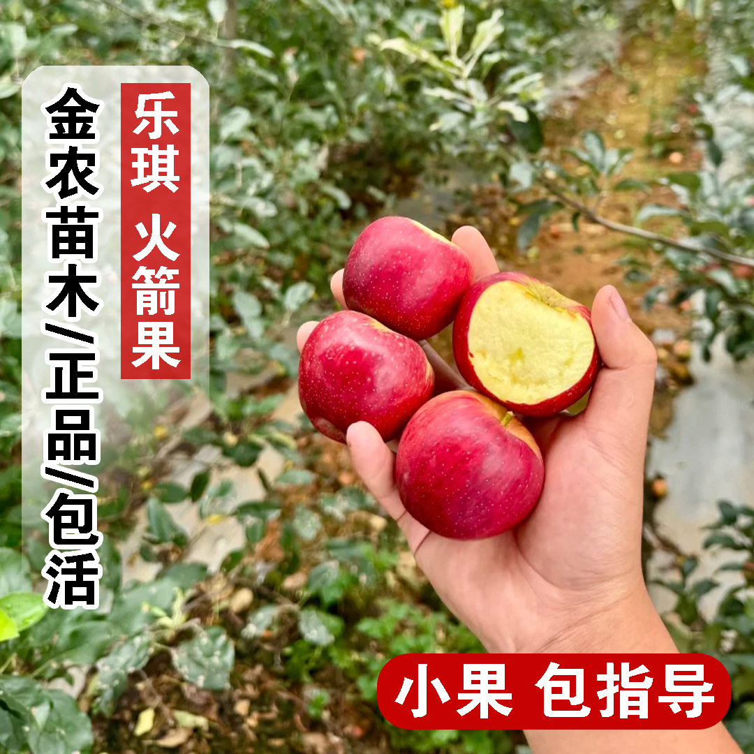 嫁接乐琪新西兰乐淇苹果树苗脆甜多汁乐其火箭小苹果苗南北方种植
