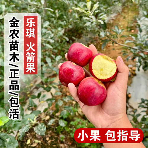 嫁接乐琪新西兰乐淇苹果树苗脆甜多汁乐其火箭小苹果苗南北方种植