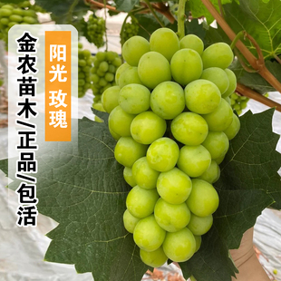 嫁接葡萄树苖盆栽庭院地栽爬藤阳光玫瑰葡萄苗脆甜提子青提果树苗