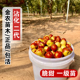 山东沾化冬枣二代树苗盆栽活苗特大嫁接脆甜冬枣苗树南方北方种植