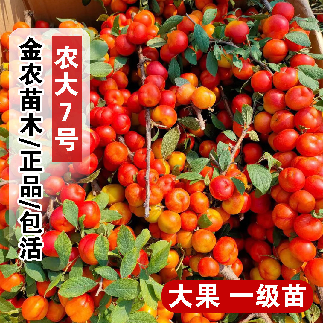 中华钙果树苗农大7号欧李苗七号樱桃树苖盆栽庭院地栽耐寒果树苗