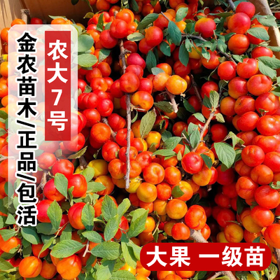 中华钙果树苗农大7号欧李苗七号樱桃树苖盆栽庭院地栽耐寒果树苗
