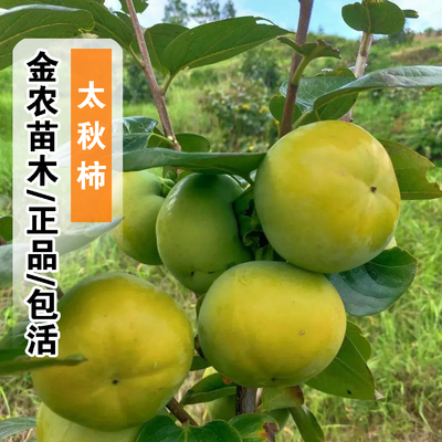正品10月成熟包活太秋柿子树苗
