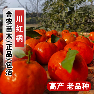 老品种川红橘树苗四川柑橘蜜桔陈皮盆栽地栽橘子树果苗南北方种植