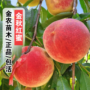 特大桃树果苗嫁接金秋红蜜桃树苗晚熟脆甜雪桃冬桃苗庭院盆栽桃子