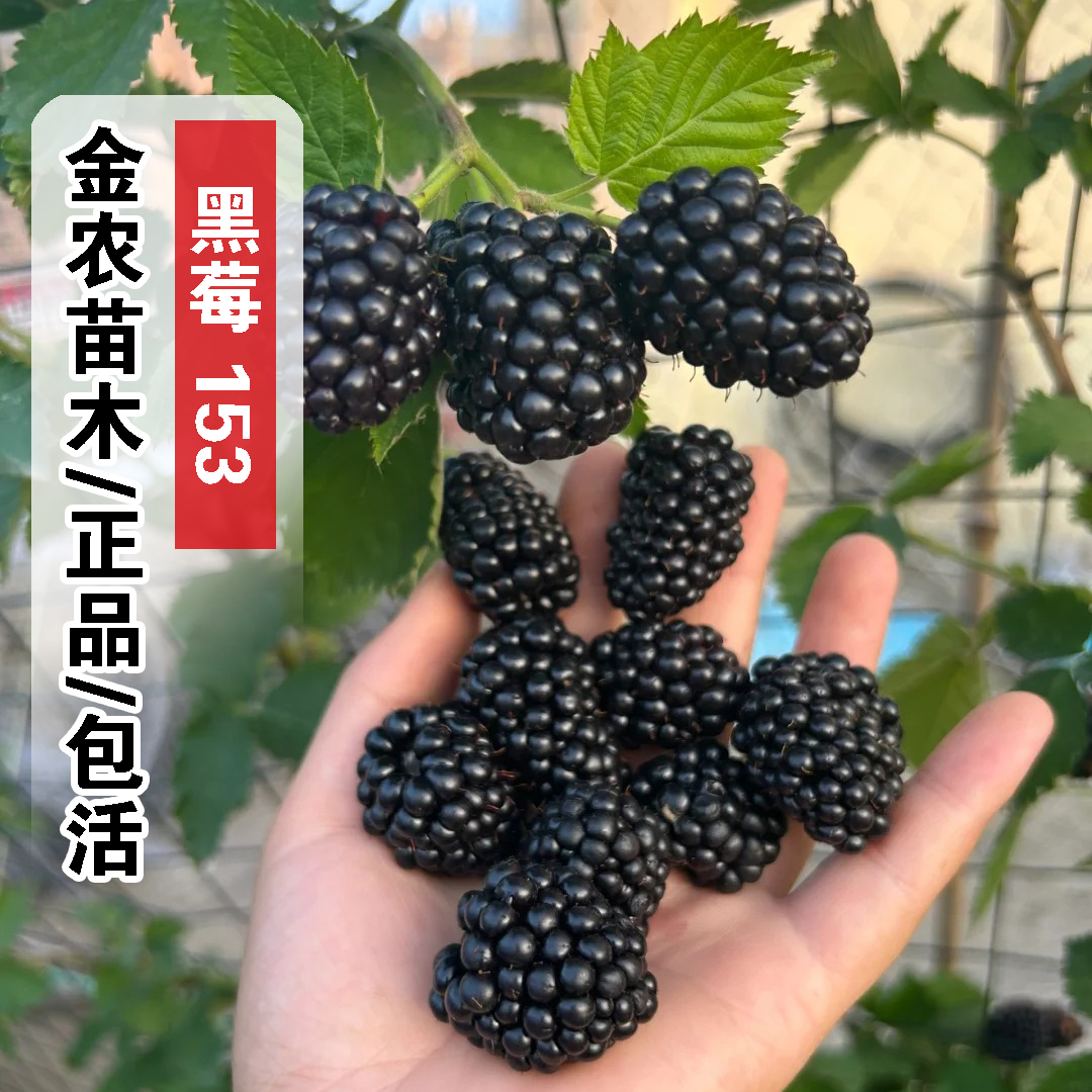 153黑莓树苗四季结果大果双季黑莓苗盆栽浆果树莓果苗南北方种植