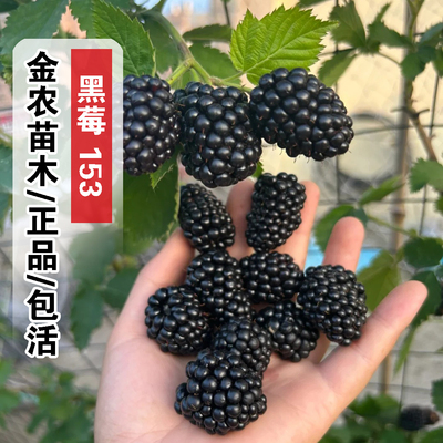 正品9月成熟包活153黑树莓树苗