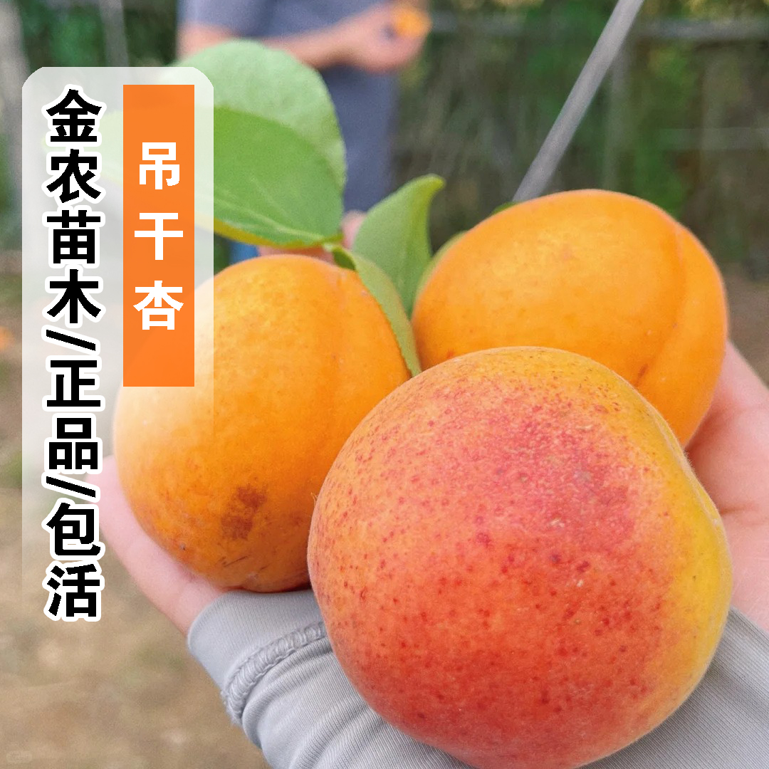 正品7月成熟包活吊干杏子树苗