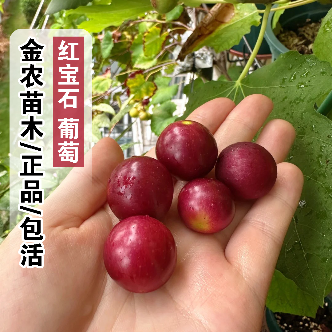 正品7月成熟包活红宝石葡萄树苗