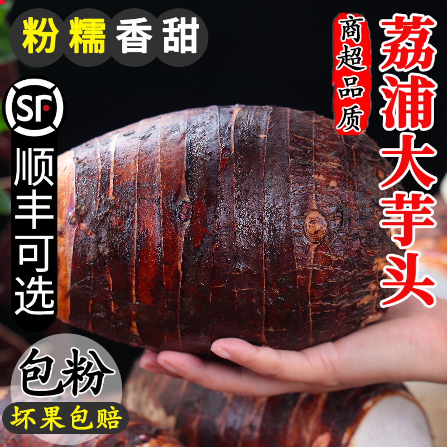 【正宗粉糯】广西荔浦大芋头现挖
