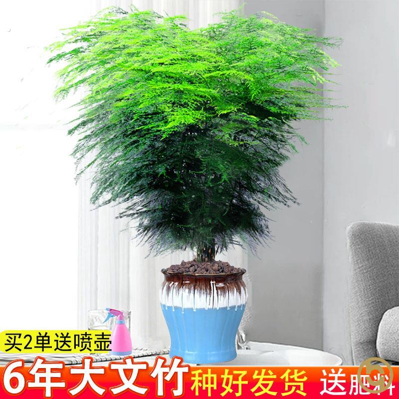 大文竹绿植客厅大颗好养竹类室内盆栽植物不需要阳光适合放的轻奢